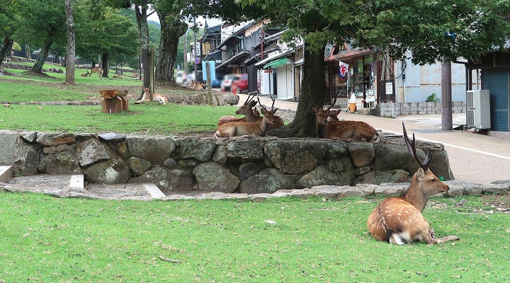 若草山03の写真