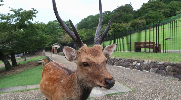 若草山07の写真