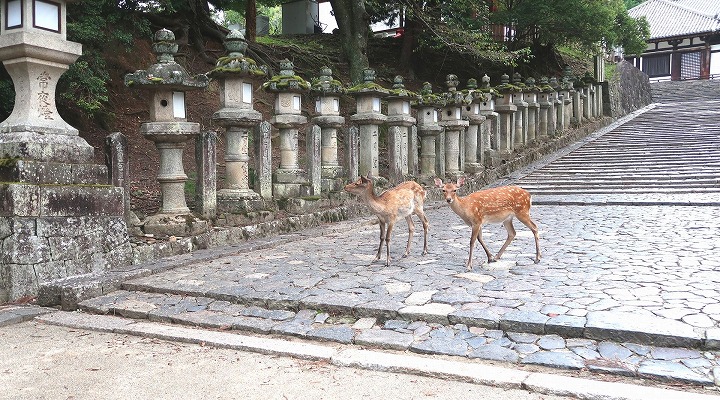 鹿10の写真