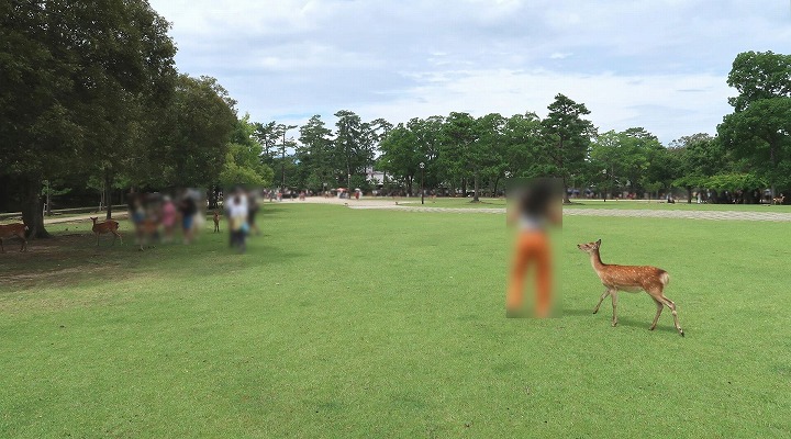 奈良公園の写真